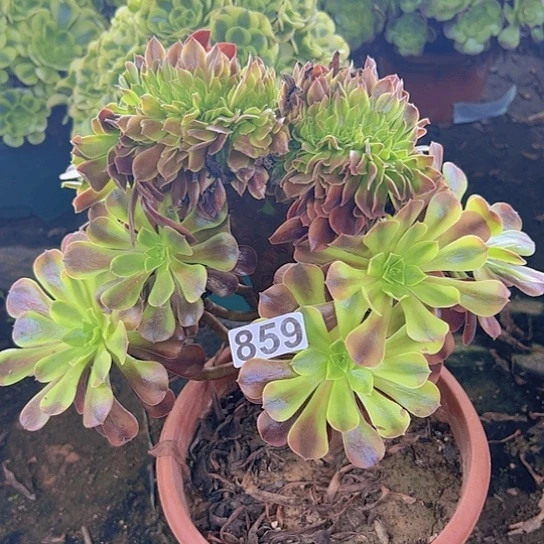 (***）多肉植物一个欧嘉嘉