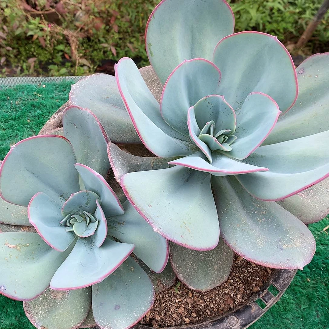 布鲁克林的蓝散3-105