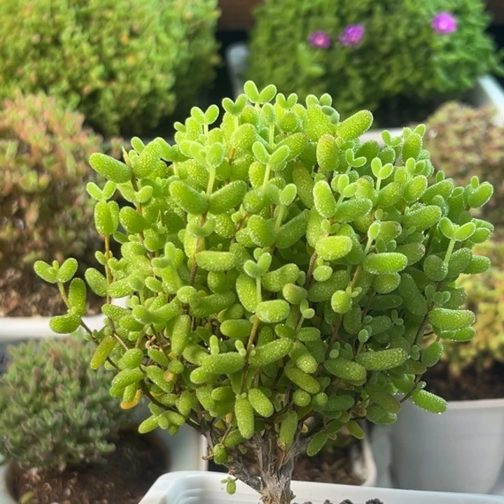 842金桔棒棒糖。