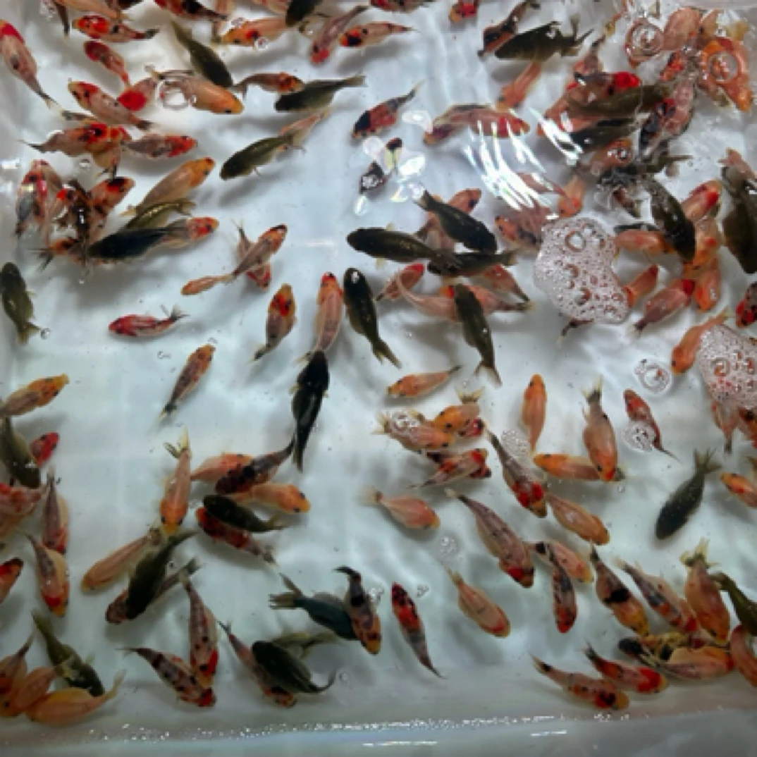 29条2-4公分小金鱼冷水观赏鱼 兰寿鎏金泰狮不指定