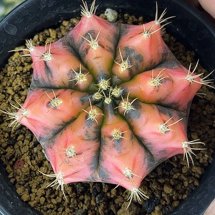 夕阳红米哈一物一拍07