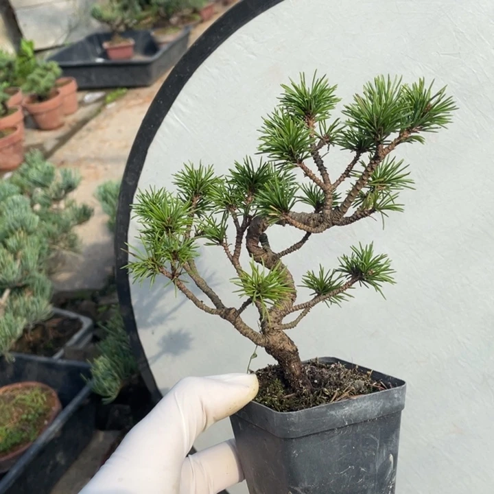 完全开放那须五针松