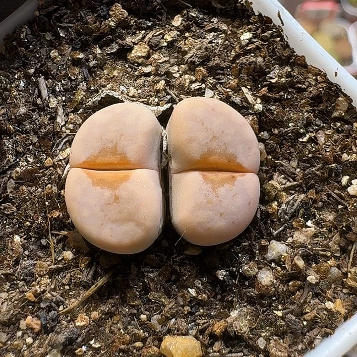 生石花1111111。    187