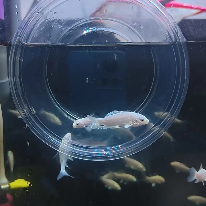 蝴蝶鲤圆头顺背蝴蝶鲤满鳍有张力