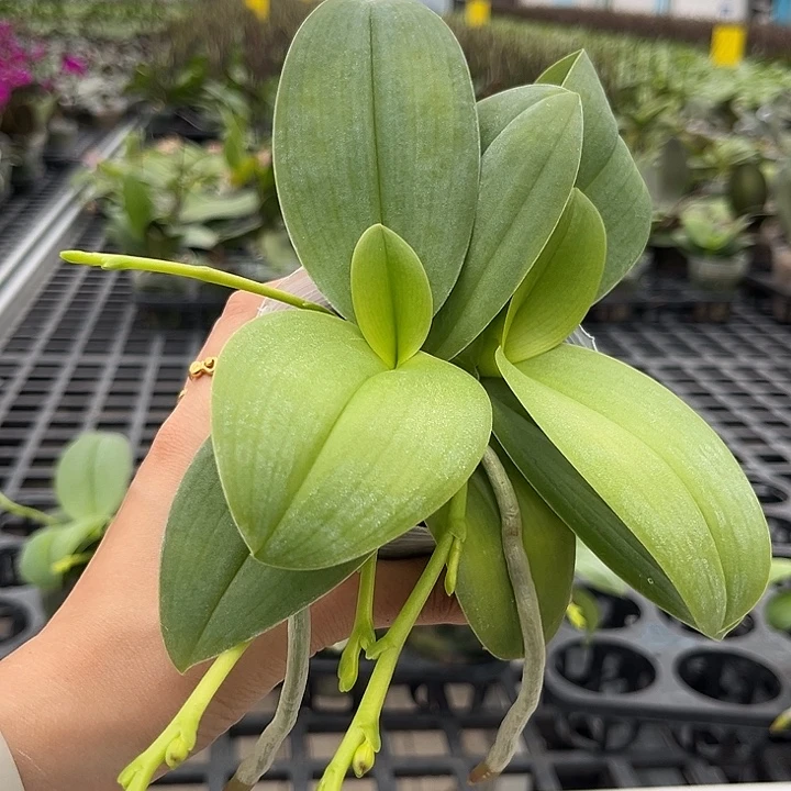 大部分花苞少量开放100