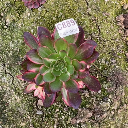 889黑魔锦多肉植物