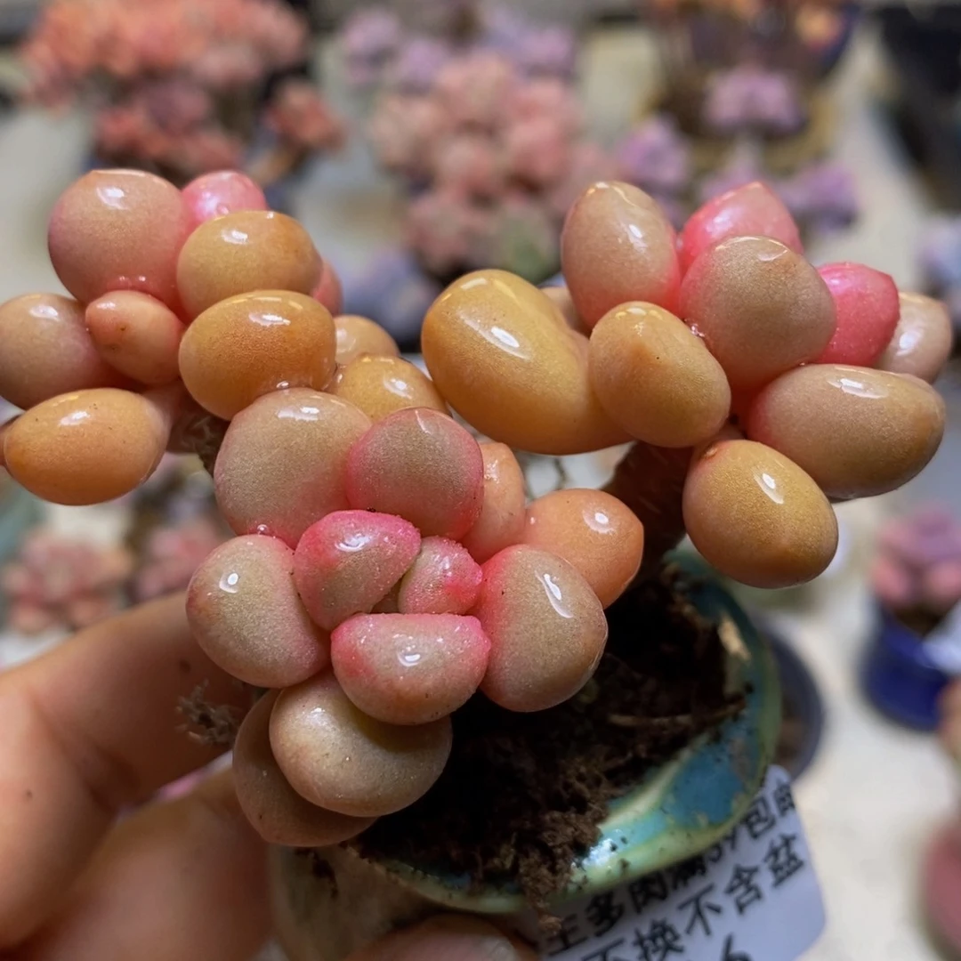 416 先锋派6厘米