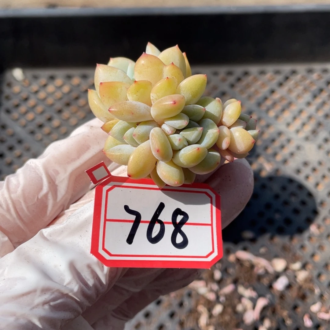 768号一颗20包邮新疆西藏不发