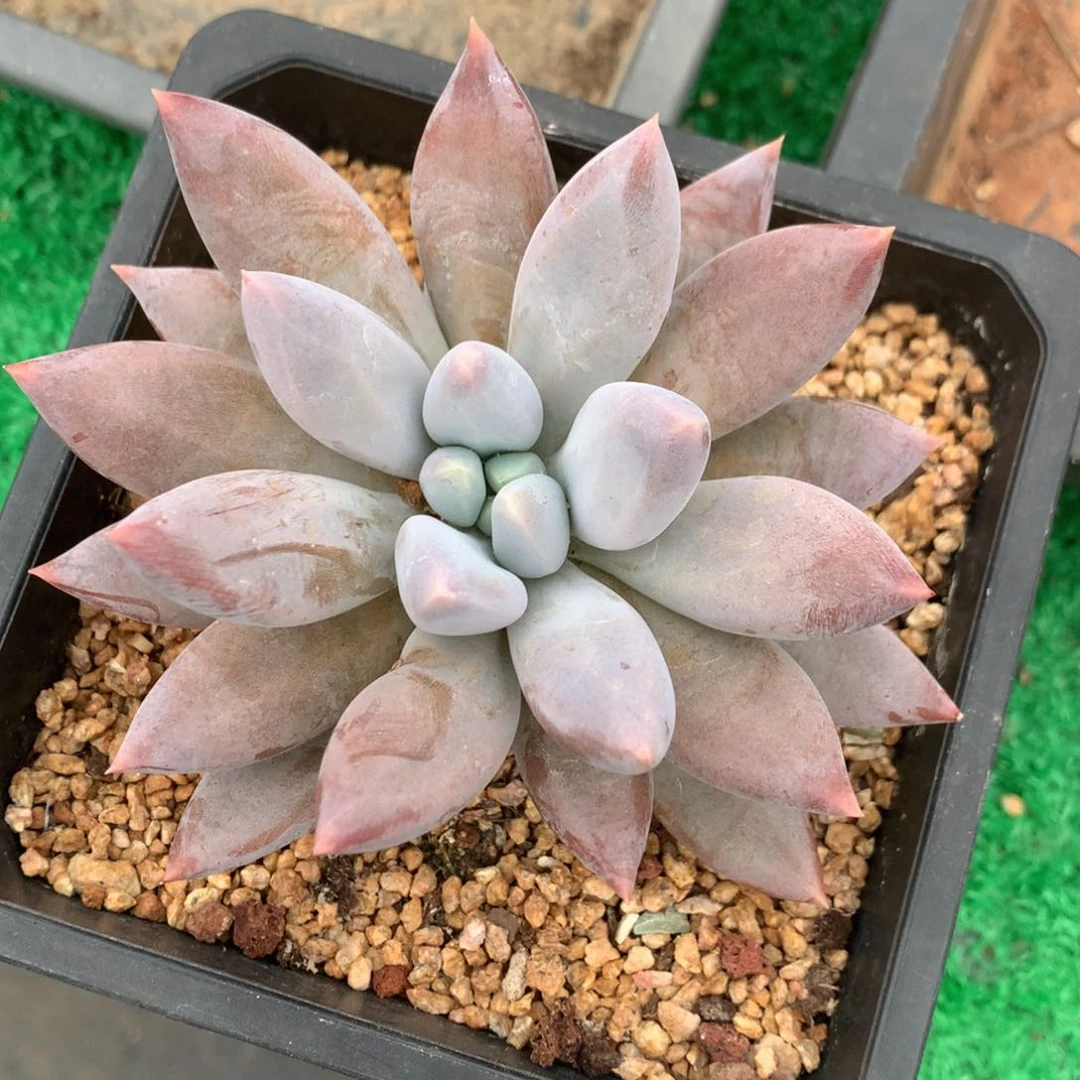 彩体哥特萝莉捧花一物一拍