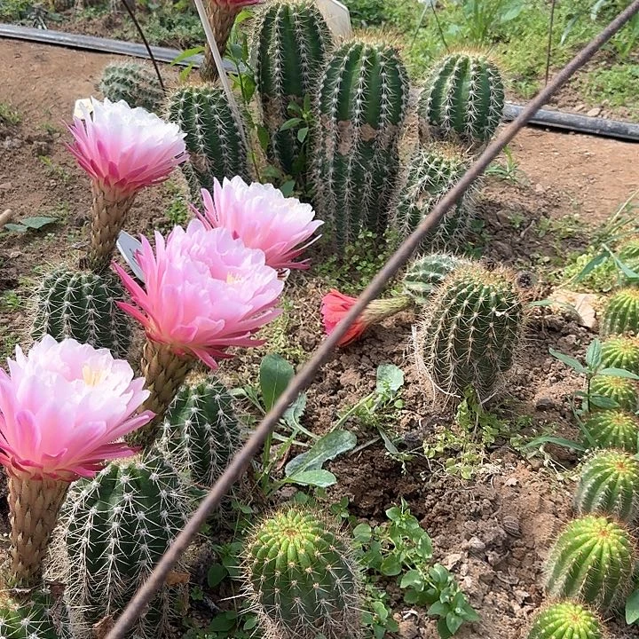 缦***?列宁毛花柱记忆45的瑕疵球