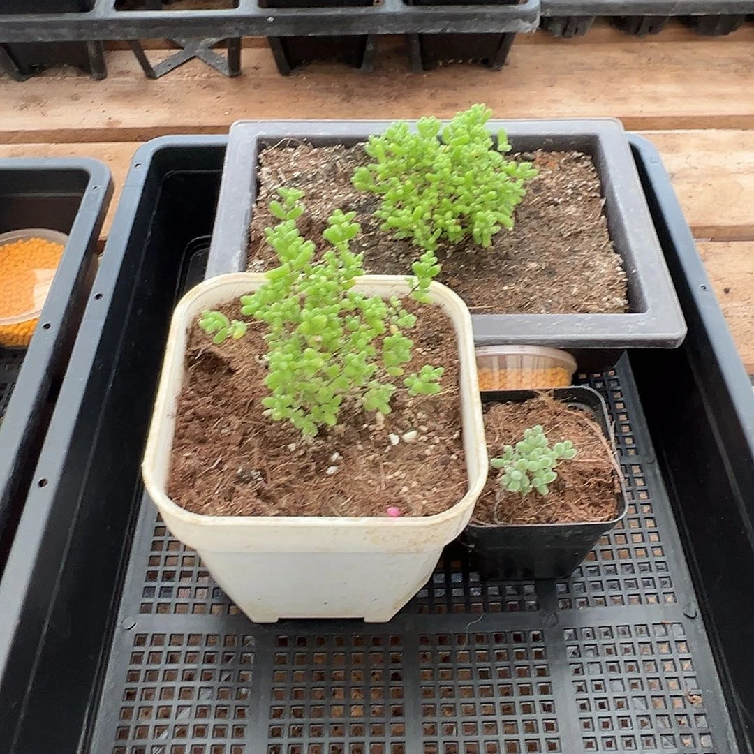 枝干番杏多肉植物467