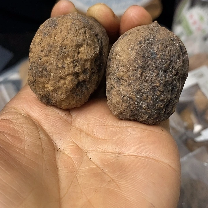 核桃云南铁核桃基地96
