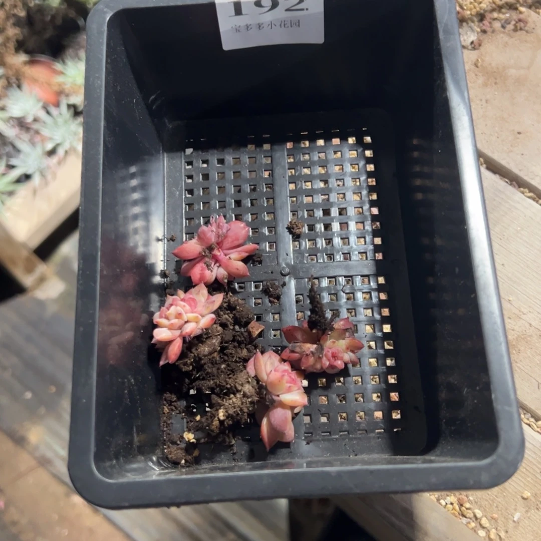 醉***192号翟翟的琥珀到手4颗一物一拍