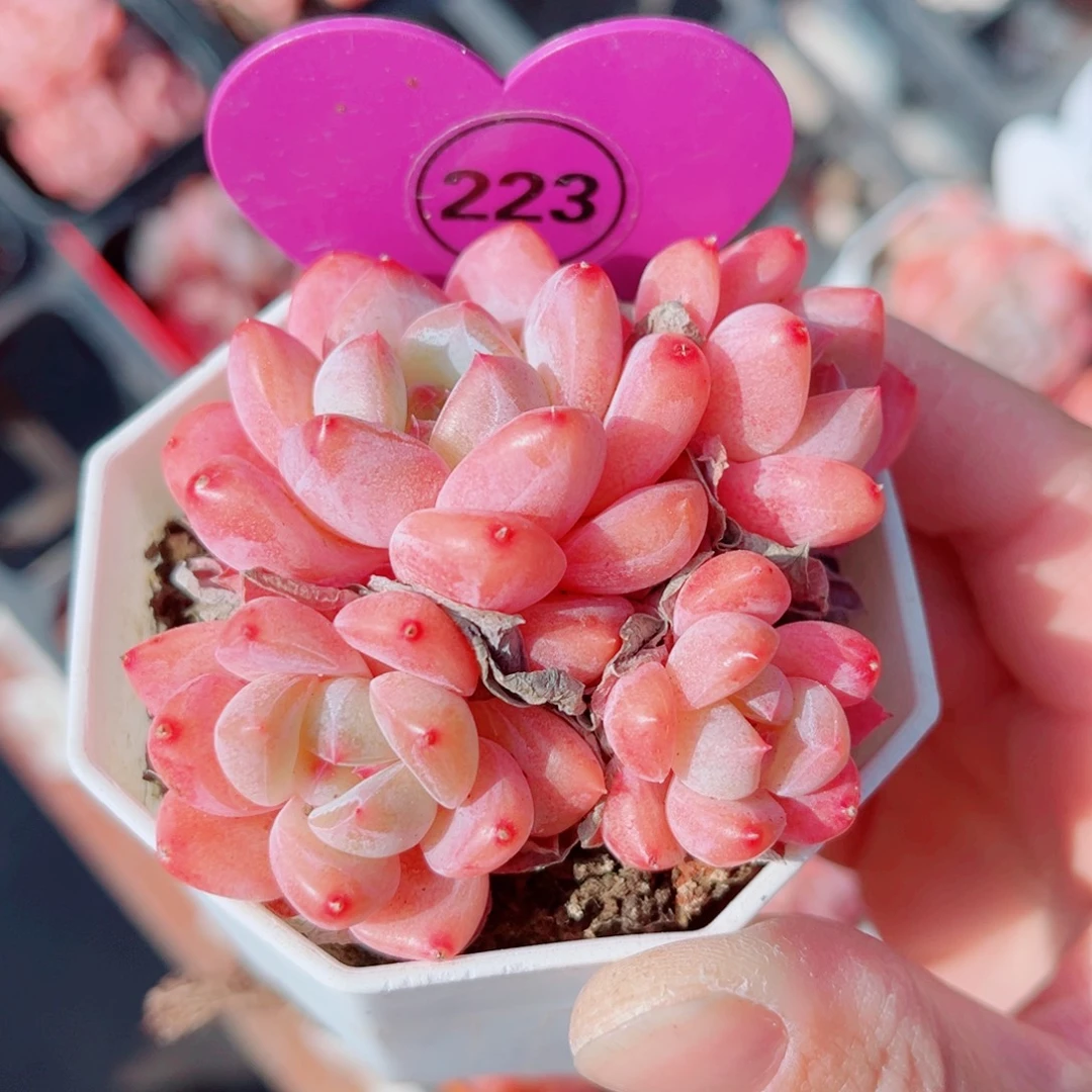 223号小老桩糖心群