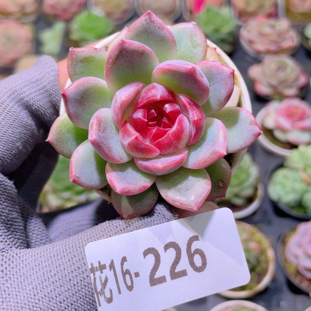 花利美16-226胭脂莲韵