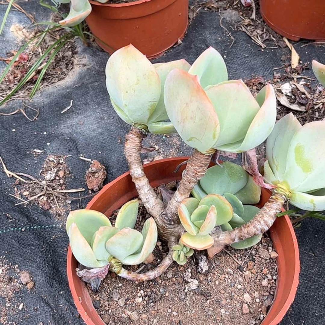 【闪购商品】无花朵往**兮
