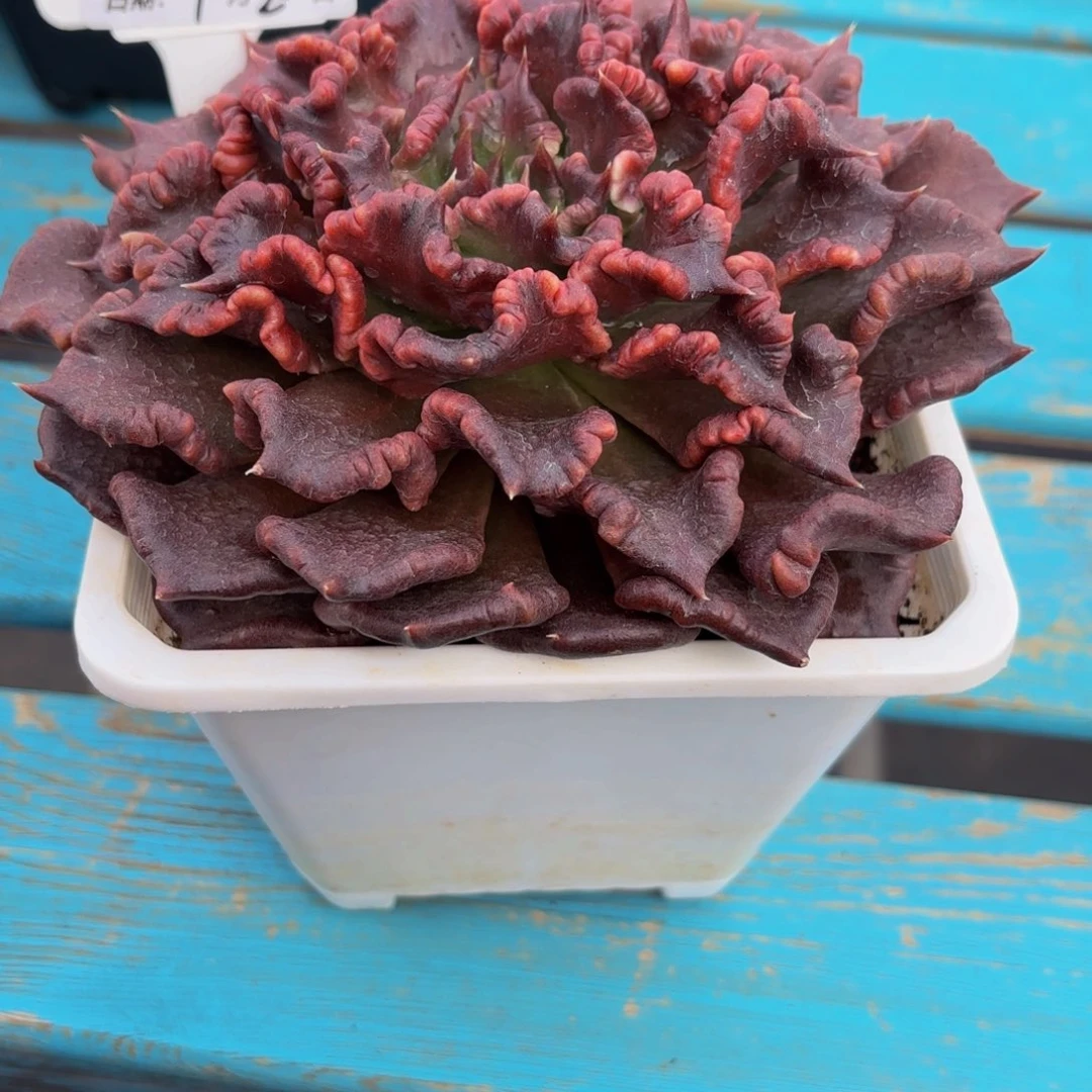 女*Nhjjjhhhhhggghhhhhh