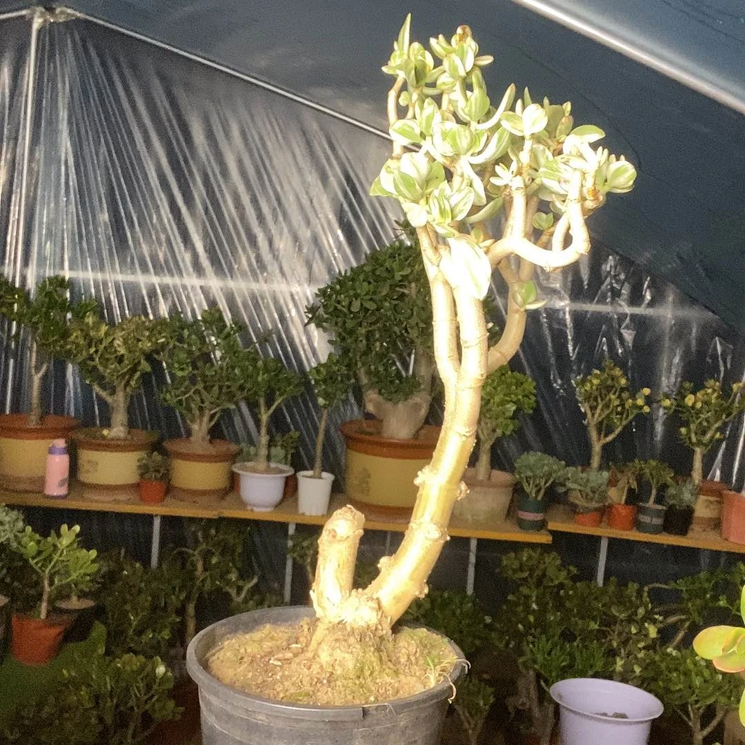 乐***中完全开放三色花月一物一拍