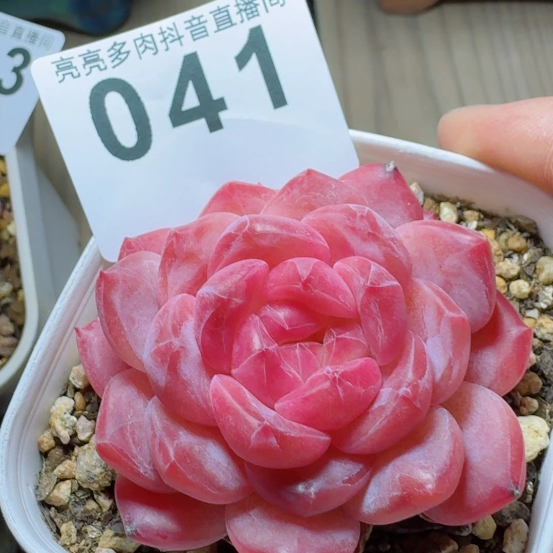 郭*杰冰魄         精品多肉