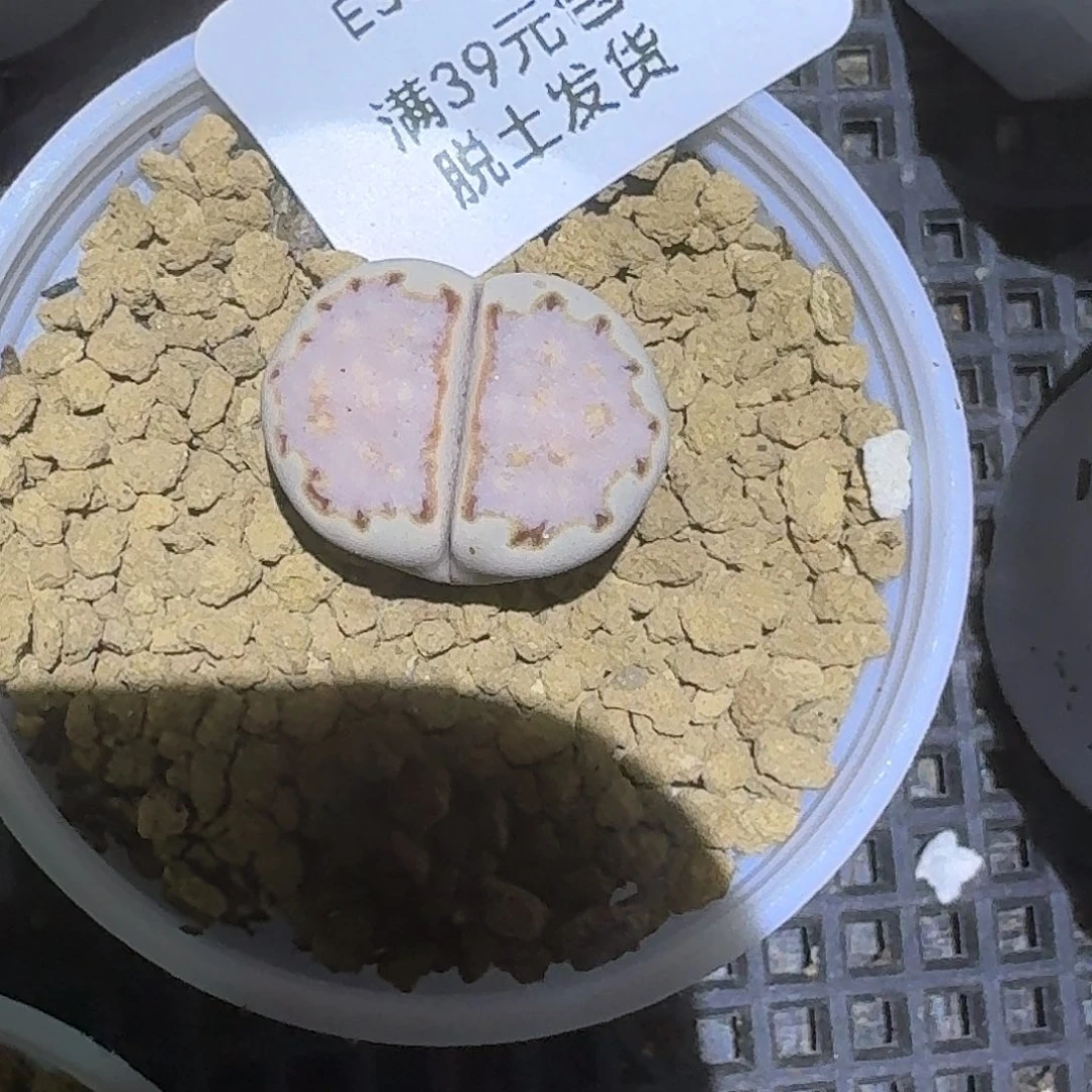 巨***笑354多肉哈哈哈哈哈哈哈