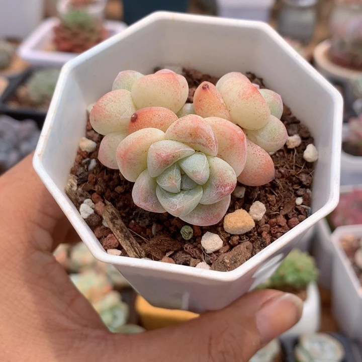 小精控冰玉群一物一拍