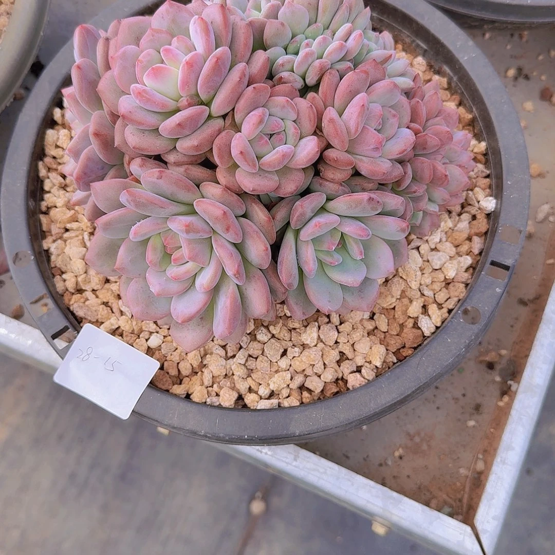 蔷***院2815爱丽儿多肉植物