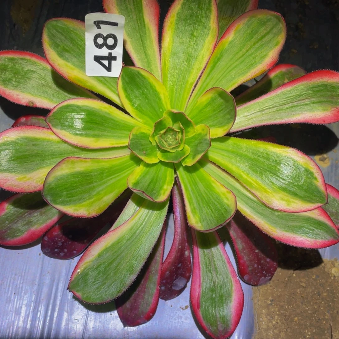 红魔女多肉植物481