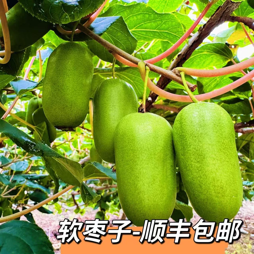 东北新鲜软枣子2斤3斤5斤包邮顺丰