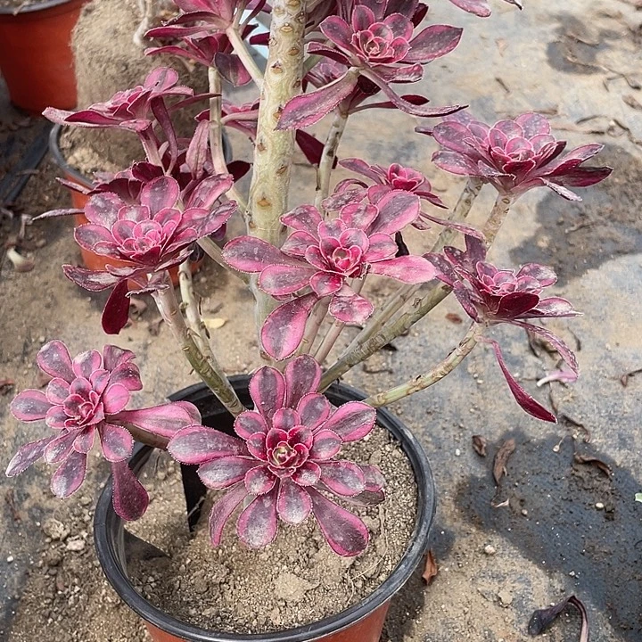287香奈儿多肉植物福利