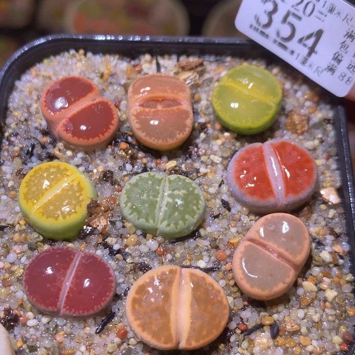 精品生石花220.364大窗