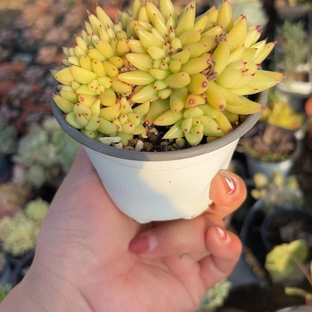 多肉植物虎鲸缀化