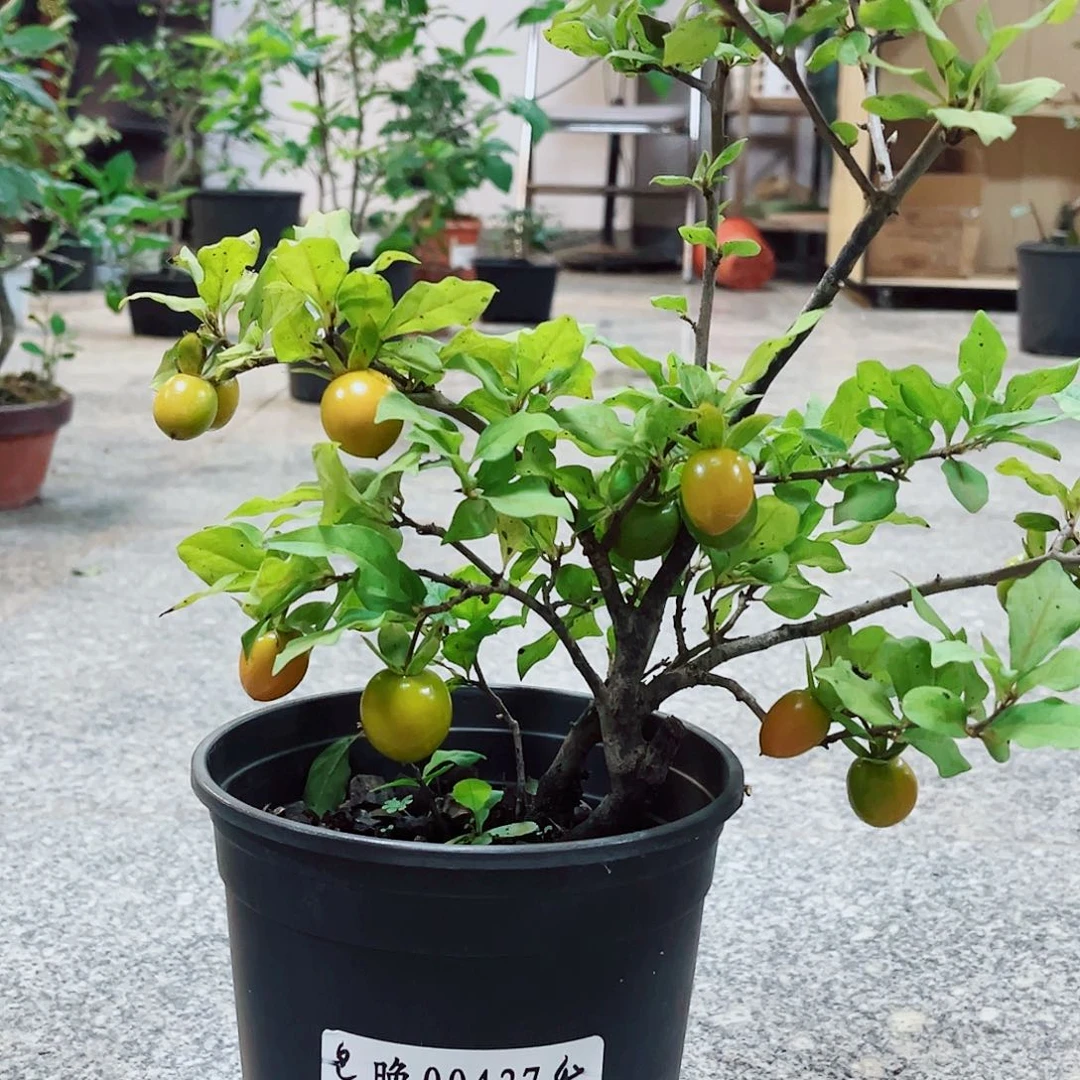 无花朵晚    00437