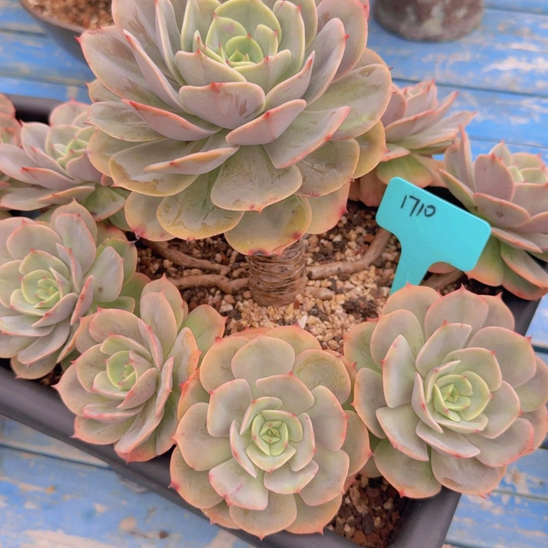 1710白雪公主凡艺多肉