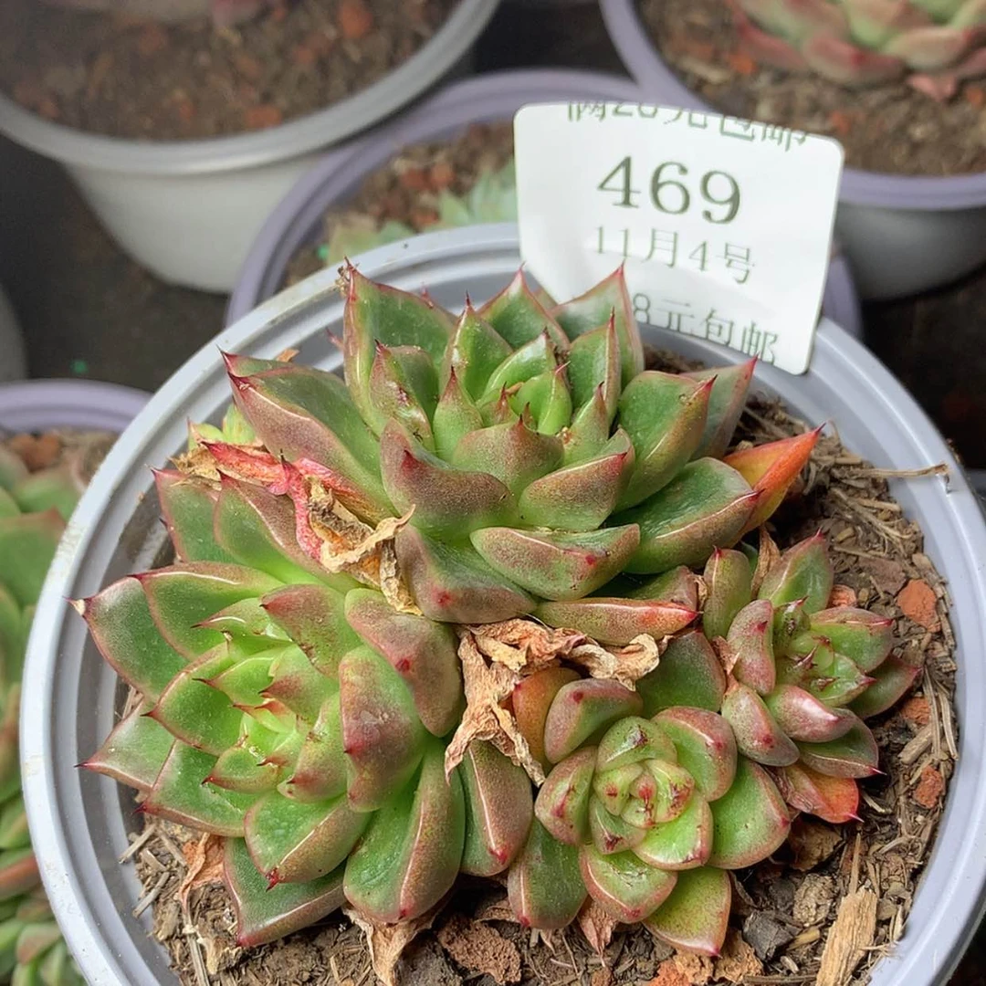 【闪购商品】云469号