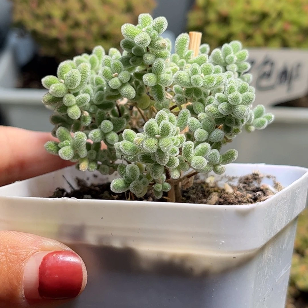 37冰晶优选枝干番杏