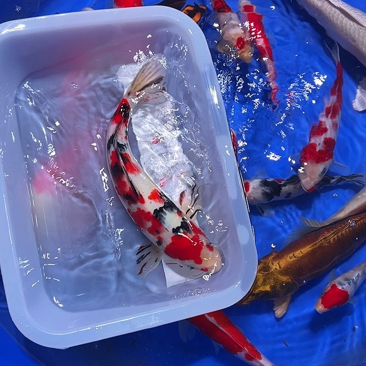 海水锦鲤的尾巴和尾巴