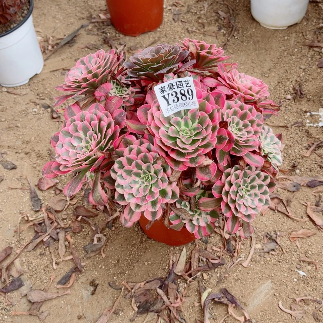 389红彤白尺寸20左右