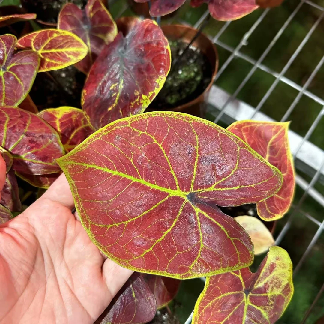 【黄金红斑】室内桌面阳台好养热植