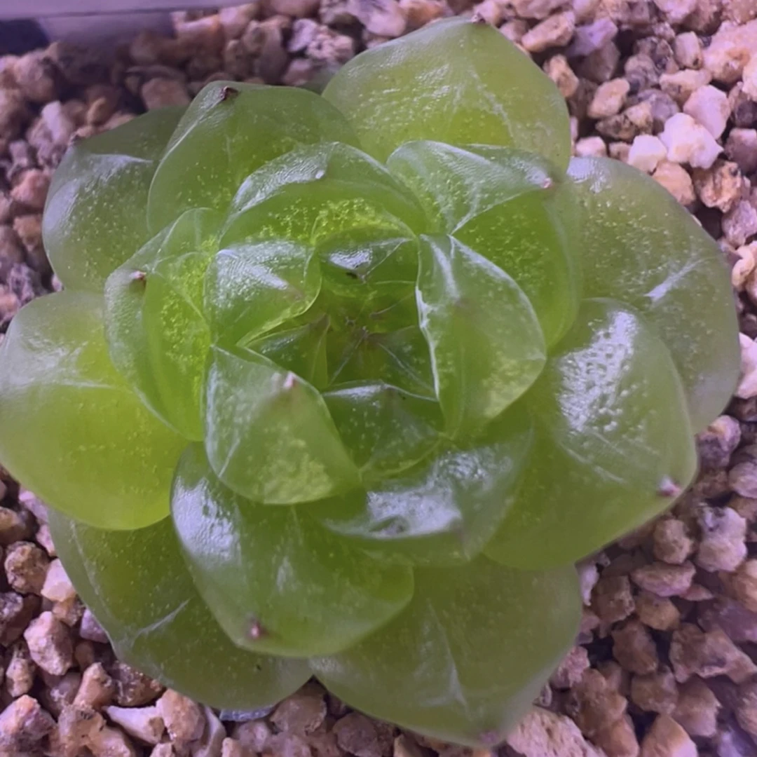 实生孤品绿透珍妮多肉Q12 定繁后代