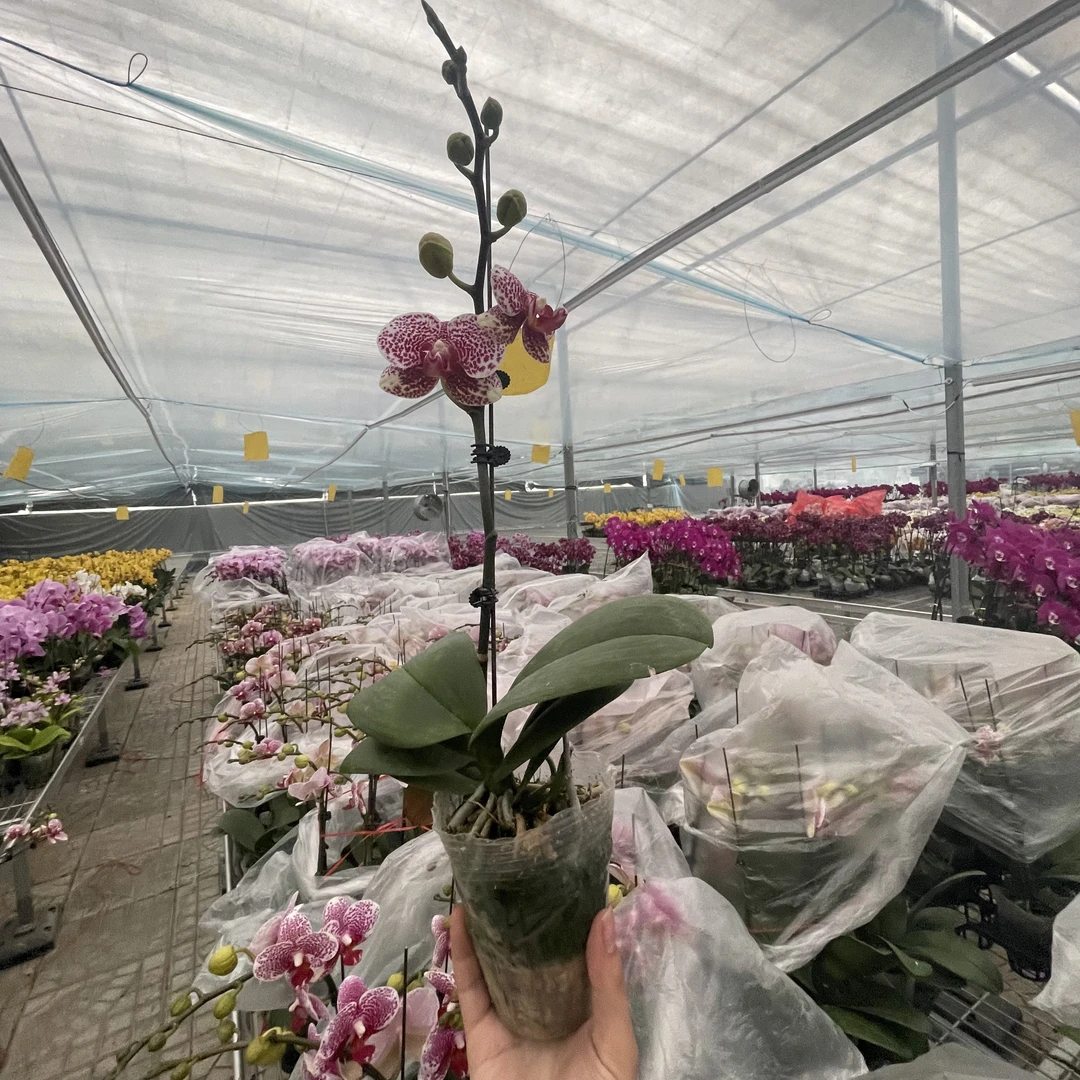 【花之漫】（黑杰克）3.0寸杯单剑蝴蝶兰花卉室内阳台桌面盆栽