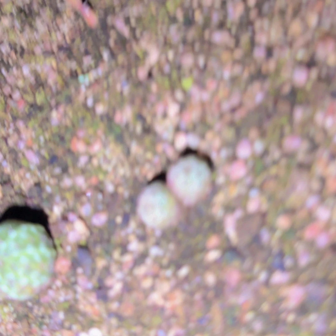 /****/块根植物块根植物