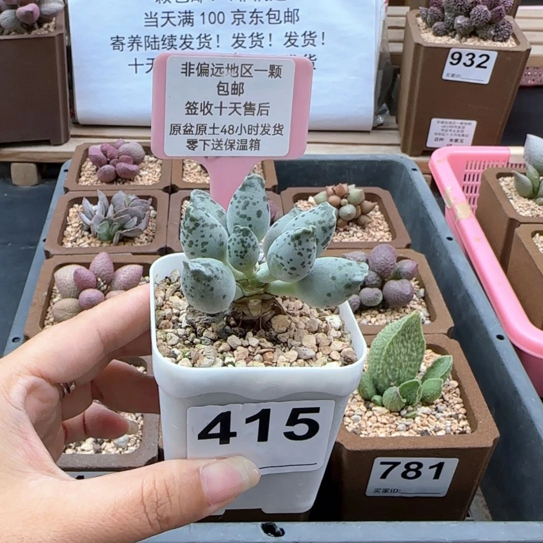 415白肌海报多肉植物