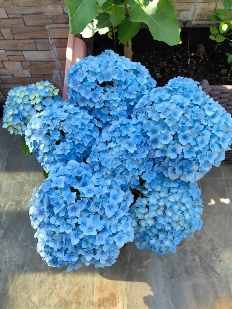 大海兰绣球一加仑盆多年生花期长耐高温 耐低温基地直发