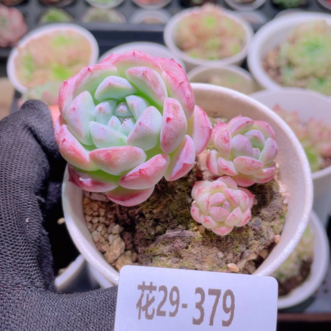 花利美29-379白桃汽水