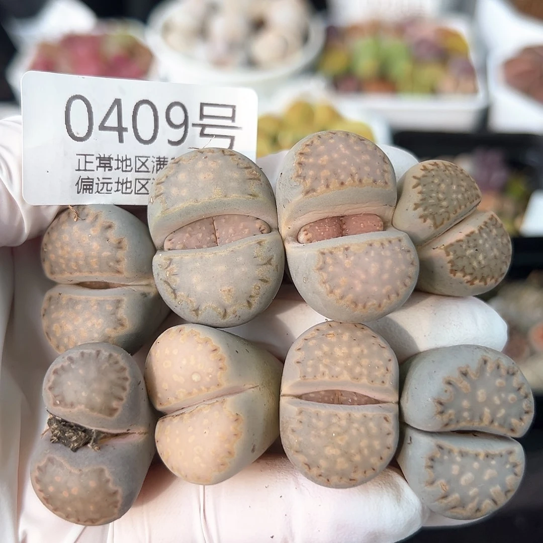 0409四年大饼干8颗2.2-2.8cm
