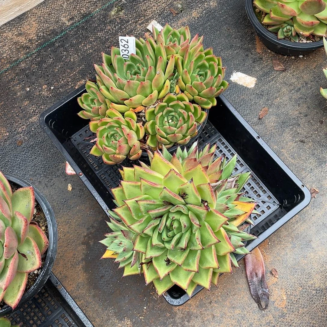 若如东云组拍D362