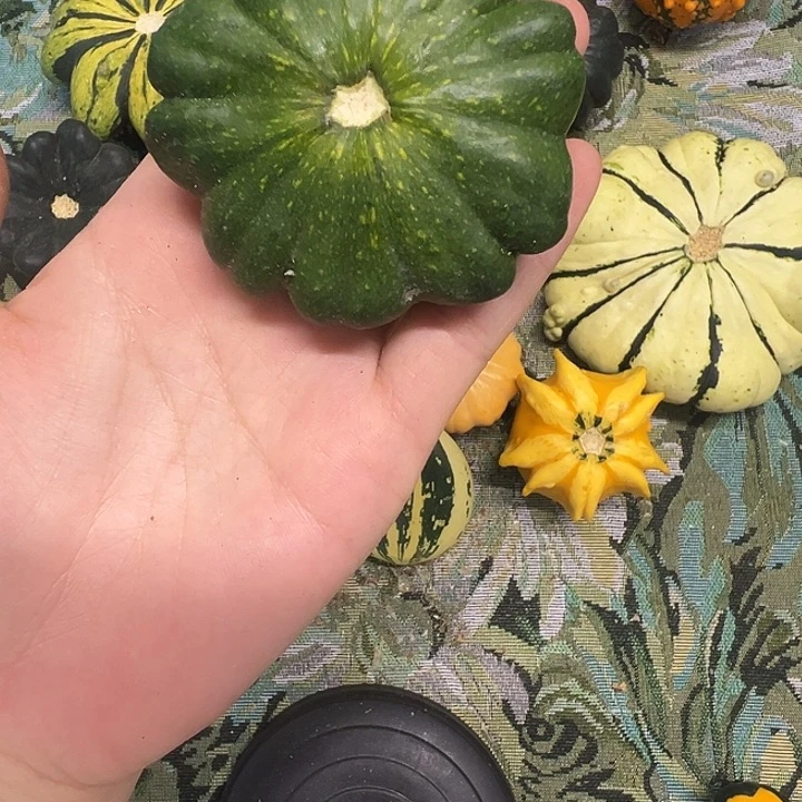 祥*居墨西哥葫芦葫芦葫芦