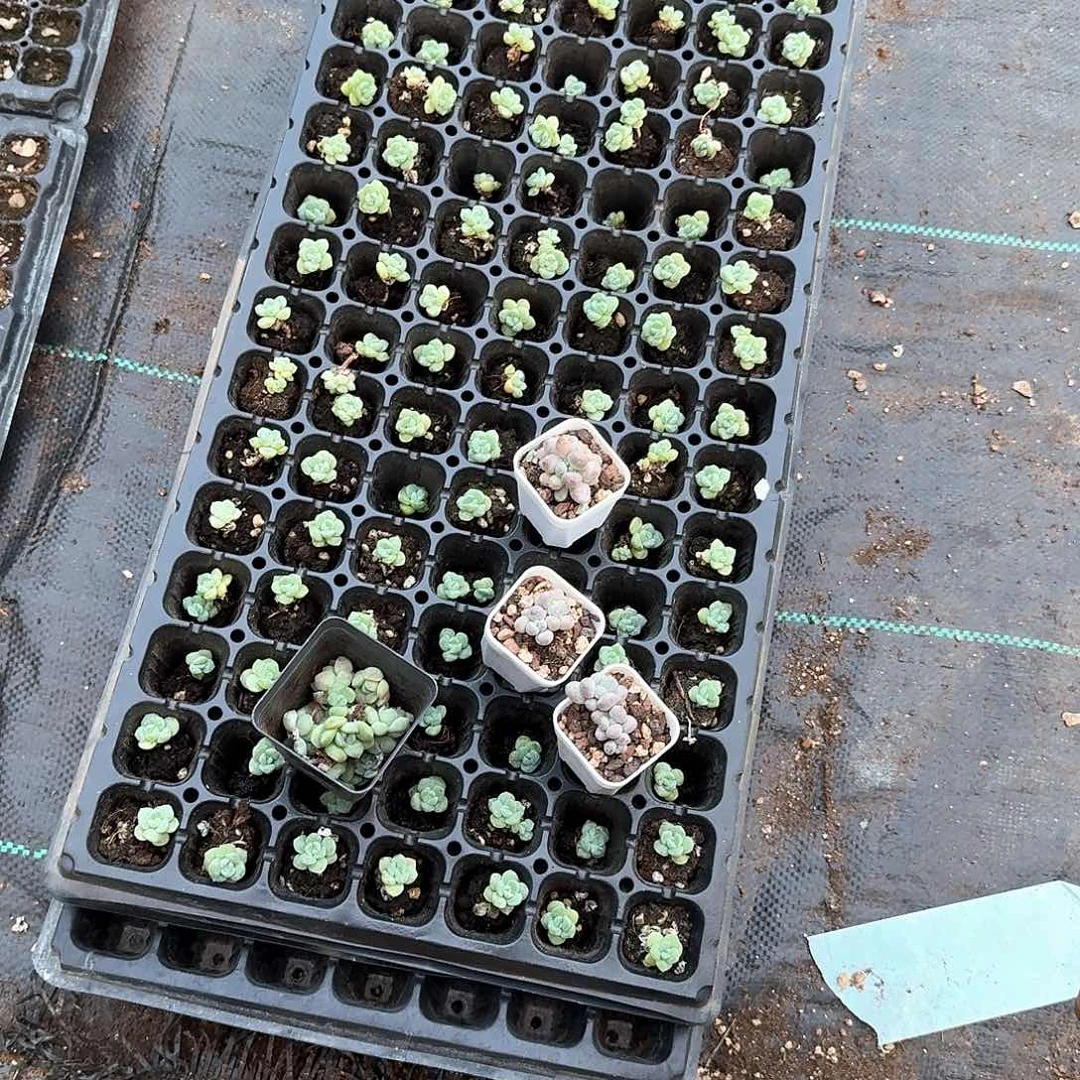 蛋蛋一物一拍专拍