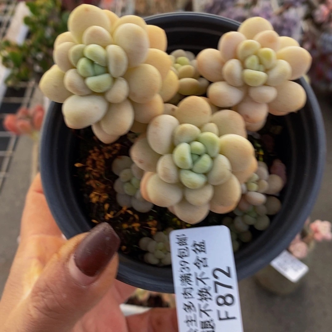 洛可可872/7v m有砍