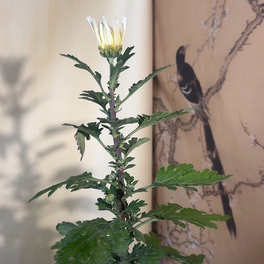 十***。全部花朵F11111111